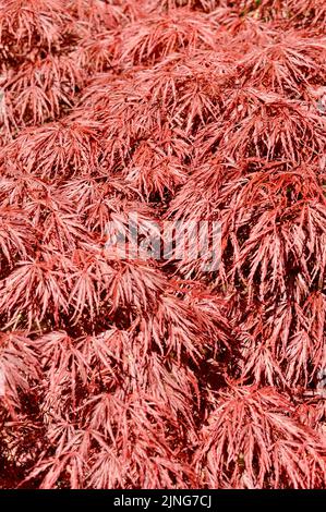 Plant, Palmate maple, Japanese maple. Stock Photo