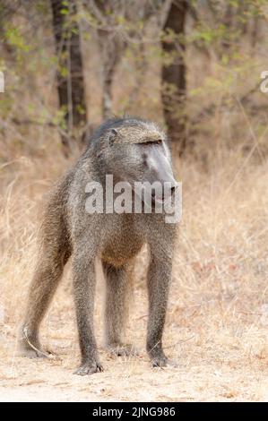 Chacma Baboon in his habitat with  copy space, South Africa, wildlife observation Stock Photo