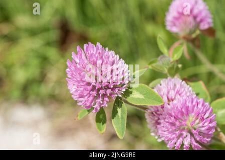 Flowering Zig-Zag Clover (Trifolium medium) Stock Photo