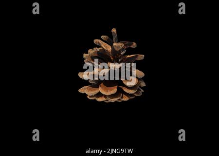 Brown pine cone isolated on white background. Isolate. Stock Photo