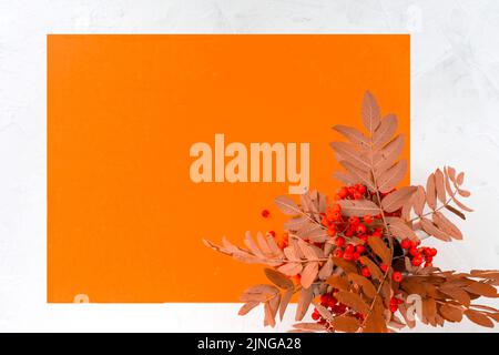 Autumn composition for the background. Photo frame. Mountain ash branches with berries on an orange and white background. the concept of Thanksgiving. Stock Photo