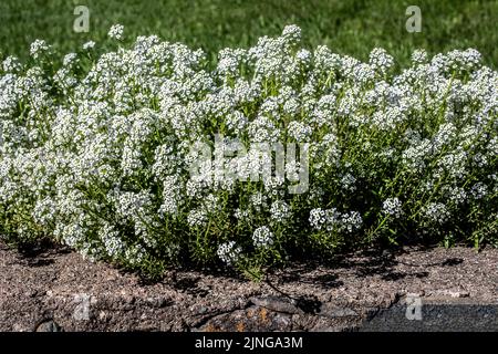 Pretty white alyssum growing along a stone wall. Stock Photo