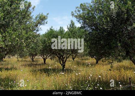 Olive grove. Countryside view of Tilos island, Dodecanese, near Rhodes. May 2022. Spring. Stock Photo