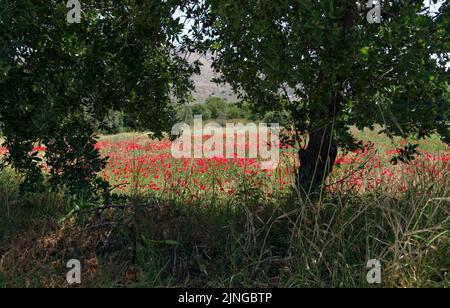 Poppy fields. Papaver rhoeas.Countryside view of Tilos island, Dodecanese, near Rhodes. May 2022. Spring. Stock Photo