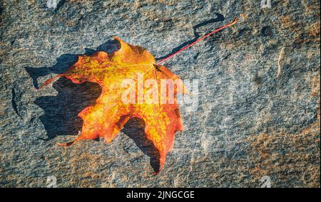 Beautiful autumn maple leaf laying on a rock Stock Photo