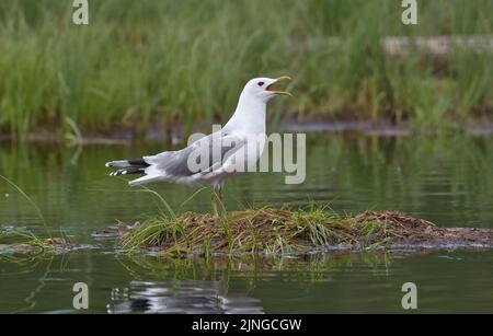 Common gull (Larus canus) on an islet in a lake, calling Stock Photo