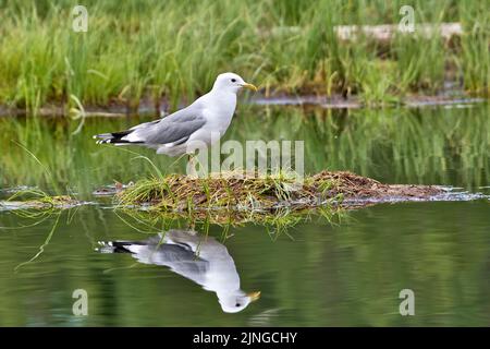 Common gull (Larus canus) on an islet in a lake Stock Photo