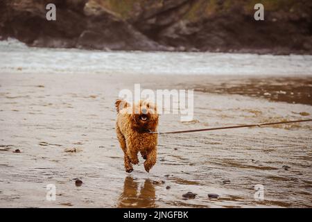 A cute cockapoo puppy running around in the rocky beach Stock Photo