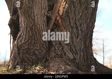 A stump of an aged giant tree Stock Photo