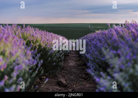 Moody low angle lavender field row path view with cloudy sky Stock Photo