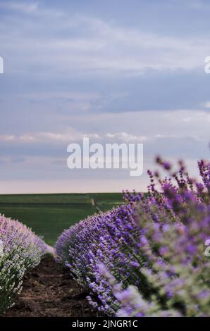 Vertical moody low angle lavender field row path view with cloudy sky Stock Photo