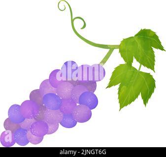 Illustration of ingredients, transparent watercolor style of grapes Vector illustration Stock Vector
