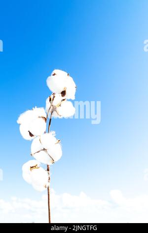 Blooming cotton branch against the blue sky. Natural organic fiber, raw material for making fabric. Copy space. Stock Photo