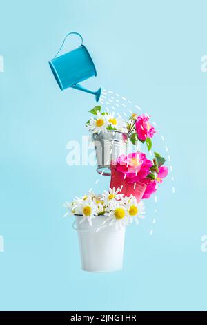 Chamomile and rosehip flowers in small buckets. Balancing composition, levitation. Juicy summer wallpaper. Blue background. Stock Photo