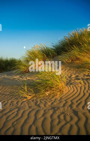marram grass in sand dunes, succession, background UK dune system Stock Photo