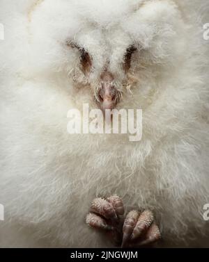 A barn owl chick (Tyto alba) was in a deep sleep while I was helping out with the barn owls. This little ball of fur would sleep most of the day. Stock Photo