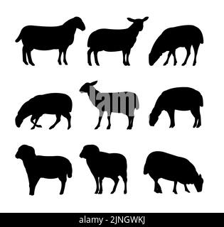 Set of sheep graze in pasture. Picture silhouette. Farm pets. Domestic animals wool. Isolated on white background. Vector. Stock Vector