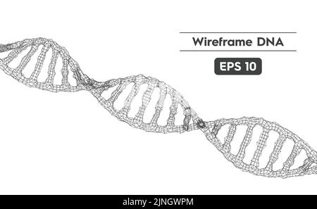 Vector illustration of the DNA structure using a wireframe mesh Stock Vector