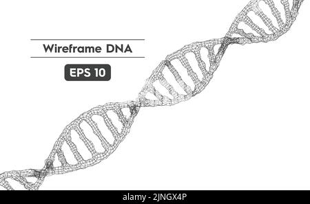 Vector illustration of the DNA structure using a wireframe mesh Stock Vector