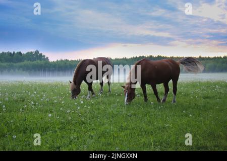 Two brown horses of the heavy-duty breed graze in a meadow with dandelions against the background of fog. Summer landscape Stock Photo