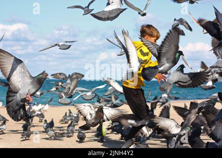 a boy runs among pigeons. High quality photo Stock Photo