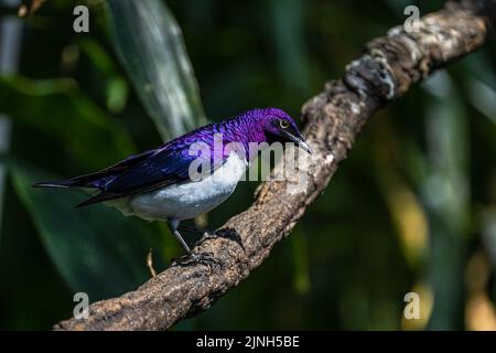 Violet-backed Starling (Cinnyricinclus leucogaster) on a Tree Branch Stock Photo