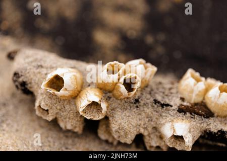Macro image of barnacles and sand on driftwood Stock Photo