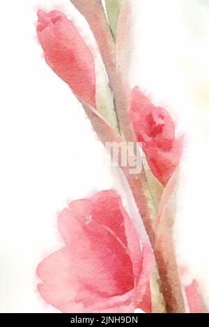 Flower watercolor painting close up pink gladiolus. Stock Photo