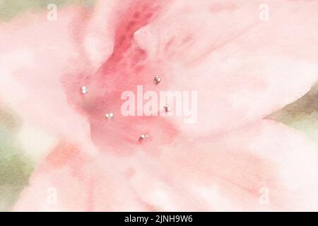 Romantic flower watercolor painting close up of pastel pink lily. Stock Photo