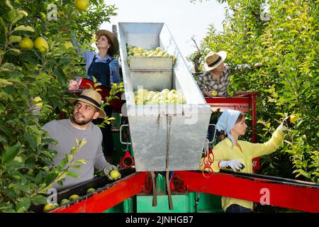 Farmers working on harvesting platform Stock Photo