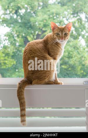 Orange cat sitting on a window sill looking at camera Stock Photo