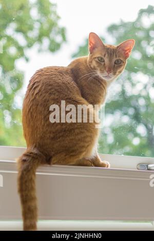 Orange cat sitting on a window sill looking at camera Stock Photo