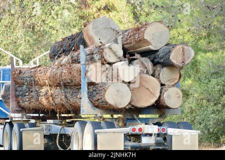 logger bringing load of redwood logs to the sawmill Stock Photo