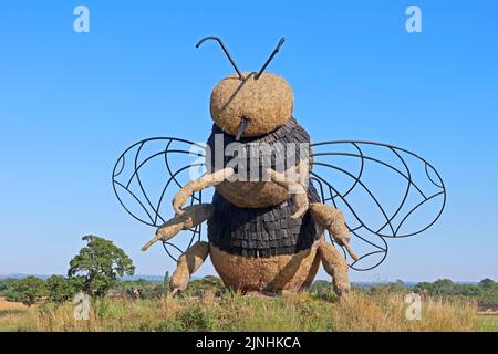 Bee straw sculpture in wildflower meadow at Snugburys Ice cream, Park Farm, A51, Hurleston, Nantwich, Cheshire, England, UK, CW5 6BU Stock Photo
