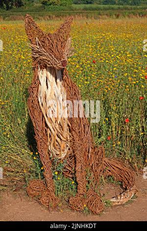 Wildflower meadow at Snugburys Ice cream, Park Farm, A51, Hurleston, Nantwich, Cheshire, England, UK, CW5 6BU Stock Photo
