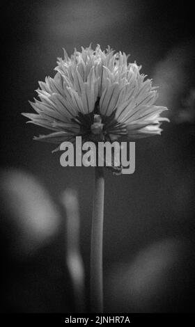 A grayscale shot of chrysanthemum flower in a field against a blurry background Stock Photo