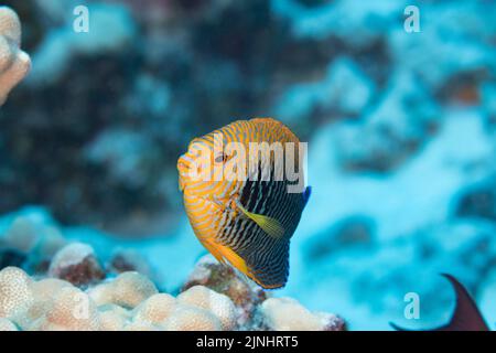 Potter's angelfish, Centropyge potteri, male, endemic to Hawaiian Islands, Kohanaiki,  North Kona, Hawaii ( the Big Island ), U.S.A., Central Pacific Stock Photo