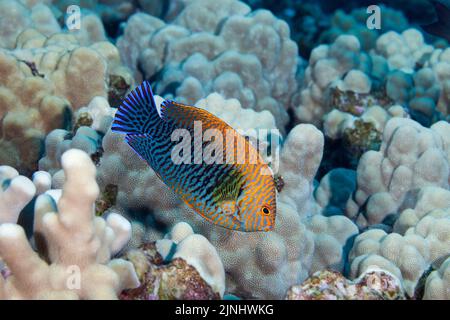 Potter's angelfish or russet angelfish, Centropyge potteri ( endemic to Hawaii), male, Kaiwi Point, Kona, Hawaii Island ( the Big Island ), USA Stock Photo