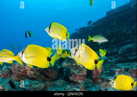 endemic milletseed butterflyfish, Chaetodon miliaris, and other reef fish at Vertical Awareness dive site, Lehua Rock, off Niihau, Hawaii ( Pacific ) Stock Photo