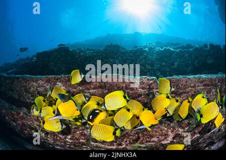 milletseed butterflyfish, Chaetodon miliaris, endemic Hawaiian species, & other fish, feeding on eggs of sergeant major damselfish, Lehua Rock, Hawaii Stock Photo