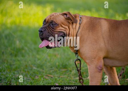 Brown pitbull puppy on the green field. Stock Photo