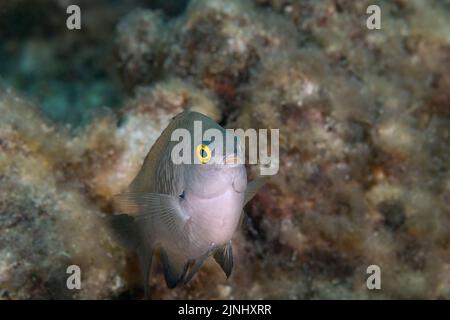 endemic Hawaiian Gregory damselfish, Stegastes marginatus, Pawai Bay, Kaiwi Point, North Kona Coast, Hawaii ( the Big Island ), U.S.A., Central Pacifi Stock Photo