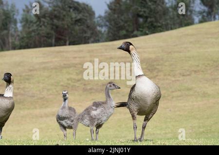 nene or Hawaiian goose, Branta sandvicensis ( endemic species ), the world's rarest goose, adult with large chicks or goslings, North Kona, Hawaii Stock Photo