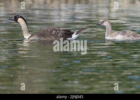 nene or Hawaiian goose, Branta sandvicensis ( endemic species ), the world's rarest goose, adult swimming with large chick or gosling, Kona, Hawaii Stock Photo