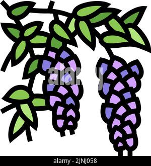 wisteria liana color icon vector illustration Stock Vector