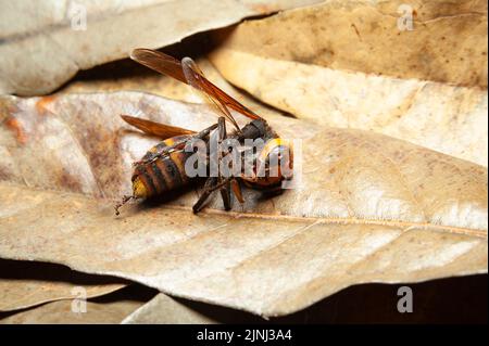 Dead Japanese Giant Hornet Wasp on top of dry leaves. Stock Photo