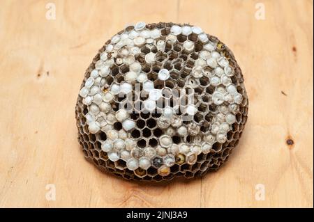 Comb with larvae of wasps known as Asian Giant Hornet or Japanese Giant Hornet on wooden table in top view. Stock Photo