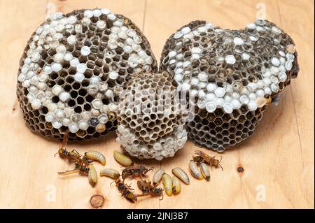 Dead larvae an wasps known as Asian Giant Hornet or Japanese Giant Hornet with comb on wooden table. Stock Photo