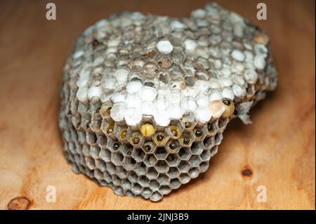 Comb with larvae of wasps known as Asian Giant Hornet or Japanese Giant Hornet on wooden table in side view. Stock Photo