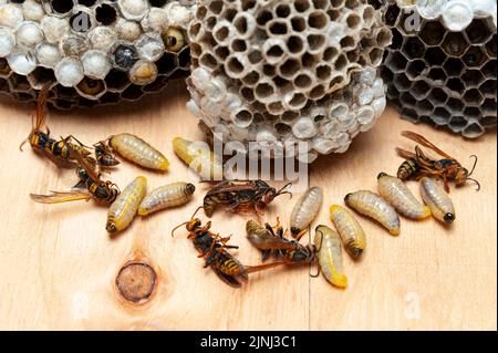 Closeup of dead larvae an wasps known as Asian Giant Hornet or Japanese Giant Hornet with comb on wooden table. Stock Photo